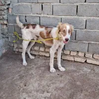 سگ نر 10ماهه ماده سگ با کته