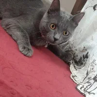 گربه