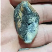 زوعه مار افعی درجه یک