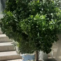 گل و گیاه شمشاد طلایی و نخل ماداگاسکار|گل و گیاه طبیعی|اصفهان, بوستان کوهستانی صفه|دیوار