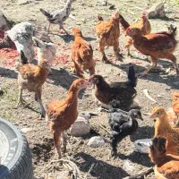 جوجه محلی- تقریبا ۷۰ روزه