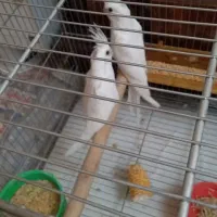 عروس هلندی