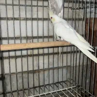عروس هلندی|پرنده|شیراز, شهرک بزین|دیوار