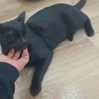 واگذاری گربه