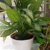 پنج عددگل وگلدون توی تصویر