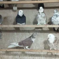 کفتر ب شرط|پرنده|قلعه نو, |دیوار