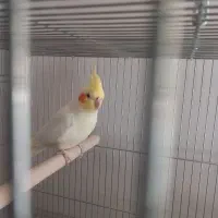 عروس هلندی سخنگو