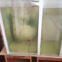فروش آکواریوم با ماهی|ماهی|کرمان, |دیوار