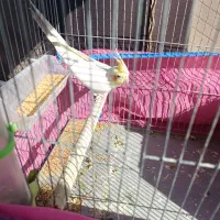 عروس هلندی مولد|پرنده|تهران, کوی بیمه|دیوار