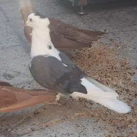 کبوتر خوشونه ماده شونی