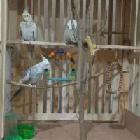 فروش عروس هلندی جفت نر