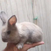 خرگوش لوپ معاوضه