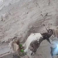 کفتر بوم