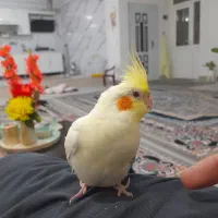 عروس هلندی سخنگو