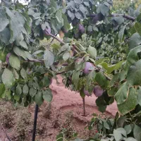 آلو حاج حسنی