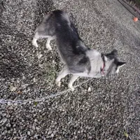 سگ هاسکی نر توله یک ساله معاوضه با گرینچیک|سگ|کهریزک, |دیوار