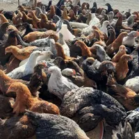 خروس سیاه مشکی مرغ سفید زنده جهت قربانی انلاین|حیوانات مزرعه|تهران, استاد معین|دیوار