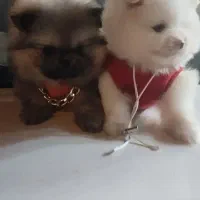 توله پامرانین .خرسی قیمت۸ تا ۱۳ بدونه واسطه خریدکن|سگ|تهران, والفجر (افسریه)|دیوار