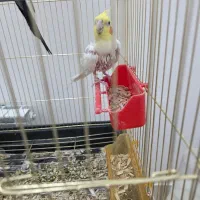 دو عروس هلندی سخنگو|پرنده|تربت‌حیدریه, حسنی بالا|دیوار