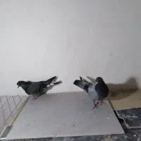 کبوتر پرشی  سالم