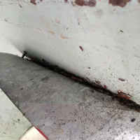 سمپاشی سم پاشی سوسک ساس در تمام نقاط مشهد|خدمات نظافت|مشهد, پورسینا|دیوار