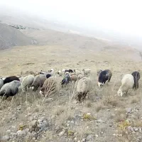 یک گله گوسفند