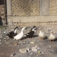 اردک محلی بالغ|حیوانات مزرعه|رباطکریم, رباطکریم|دیوار