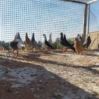 پلاکی رنگی زرنگ و پرشی به شرط پرش