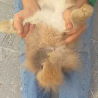 یک عدد خرگوش نر قهوه ای نژاد هلندی بالغ|موش و خرگوش|اردبیل, |دیوار