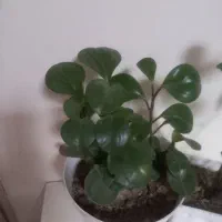 گل طبیعی|گل و گیاه طبیعی|زنجان, |دیوار