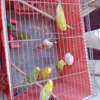 ۶ عدد مرغ عشق