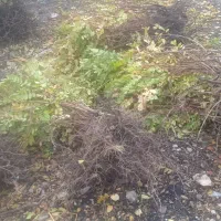 فروش بهترین و پربارترین نهال سماق سردشت|خدمات باغبانی و درختکاری|سردشت, |دیوار