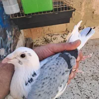 کبوتر آلمانی