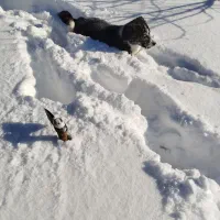 سگ پاکوتاه|سگ|مراغه, |دیوار