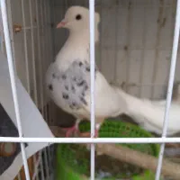 کبوتر|پرنده|شوشتر, |دیوار