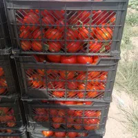 گوجه|خوردنی و آشامیدنی|آشخانه, |دیوار