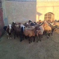 ۳۰ رس میش|حیوانات مزرعه|خنداب, |دیوار