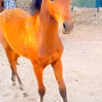 گوسفند بره میش تعویض با کره اسب نریان|اسب و تجهیزات اسب‌سواری|تهران, آبشار تهران (دریاچه)|دیوار