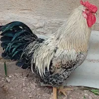 خروس محلی چهل تاج