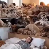 استخدام نیرو برای مهدکودک حیوانات