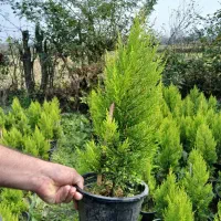 فروش لاوسون