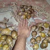 حلزون افریقایی و ترمیم کننده|خزنده|تهران, یافتآباد|دیوار