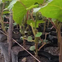 پیش فروش و فروش عمده نهال کیوی درجه یک