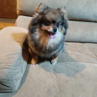 ۴ عدد پامرانین اصیل ماده