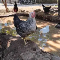 خروس مرغ کرچ شو جوان|حیوانات مزرعه|کوهسار (البرز), |دیوار