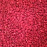 لوبیا قرمز مستقیم از کشاورز برای بذر هم عالی است