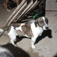 سگ پاکوتا