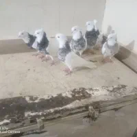 کبوتر توقی هفت رنگ|پرنده|شادگان, |دیوار