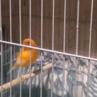 فروش قناری|پرنده|رونیز, |دیوار