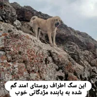 سگ گمشده